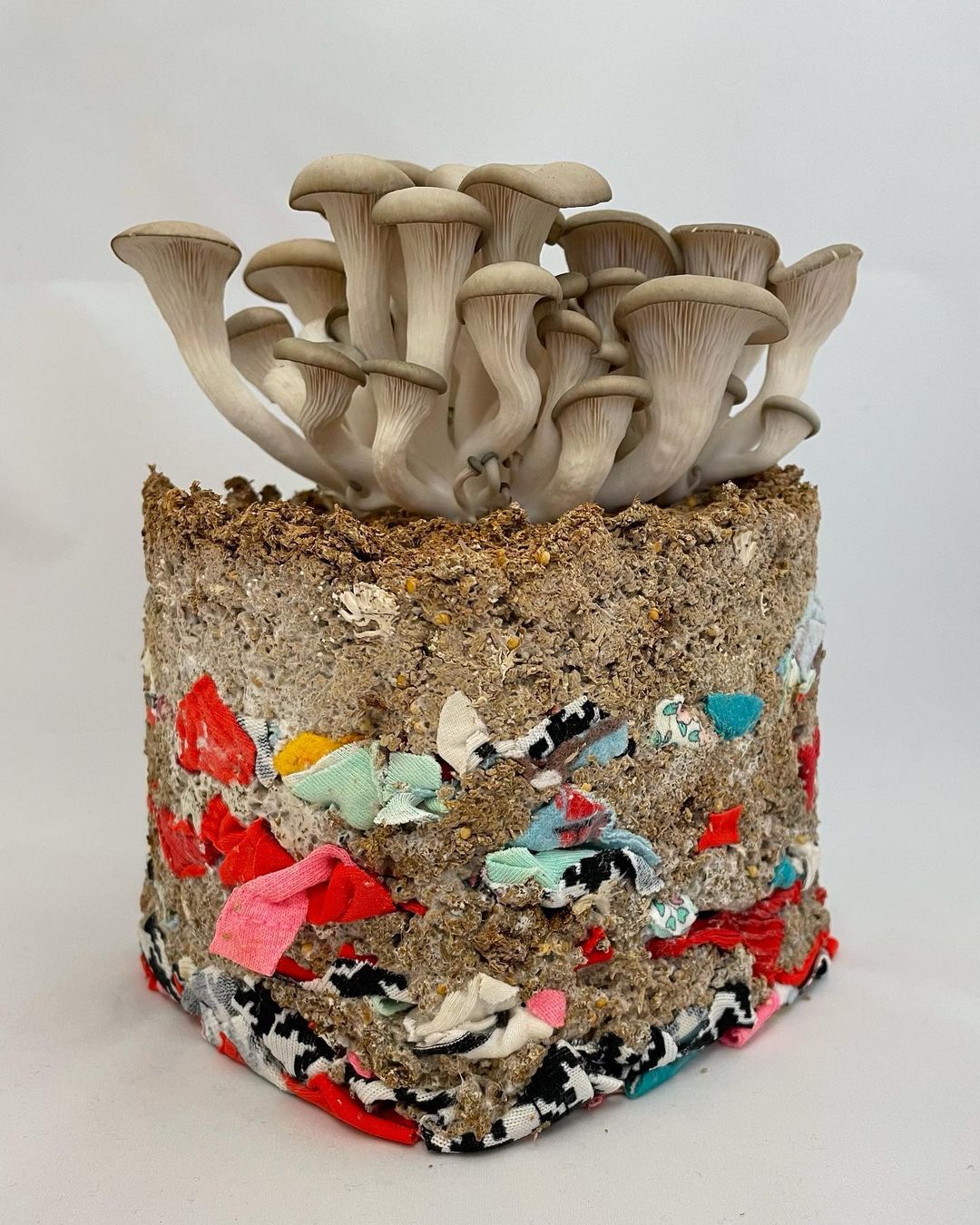 Mushroom Farbic Waste
