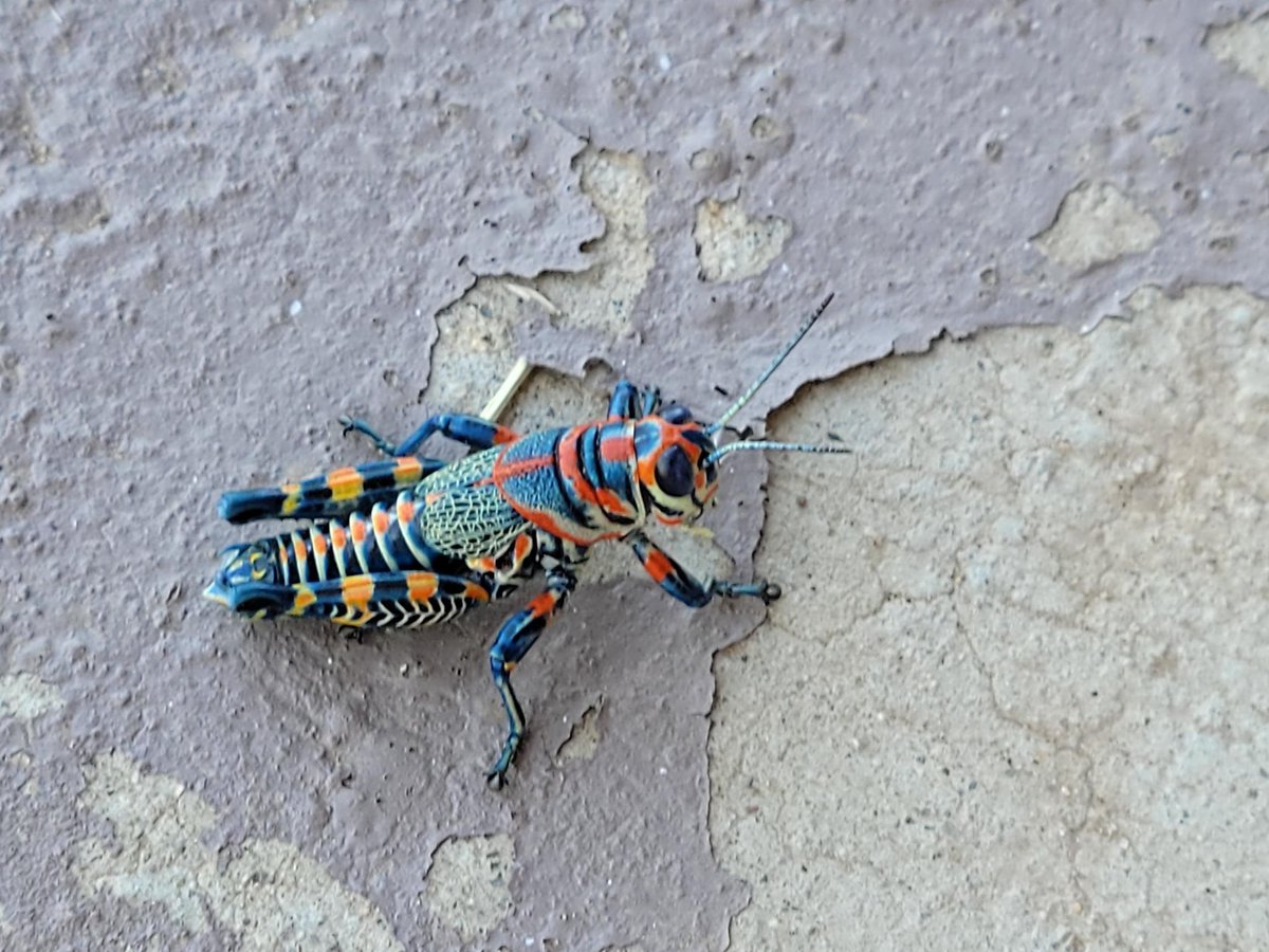 Really cool grasshopper spotted in a backyard in Arizona