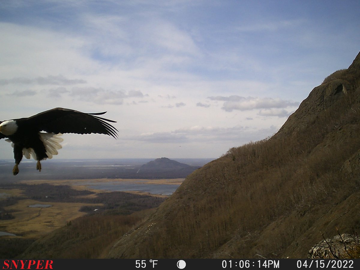 Trail Cams eagle